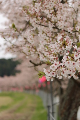 千本桜＠美波羅川