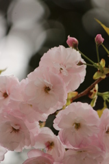 八重桜