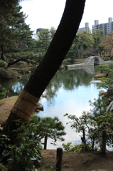 寒々しい＠縮景園