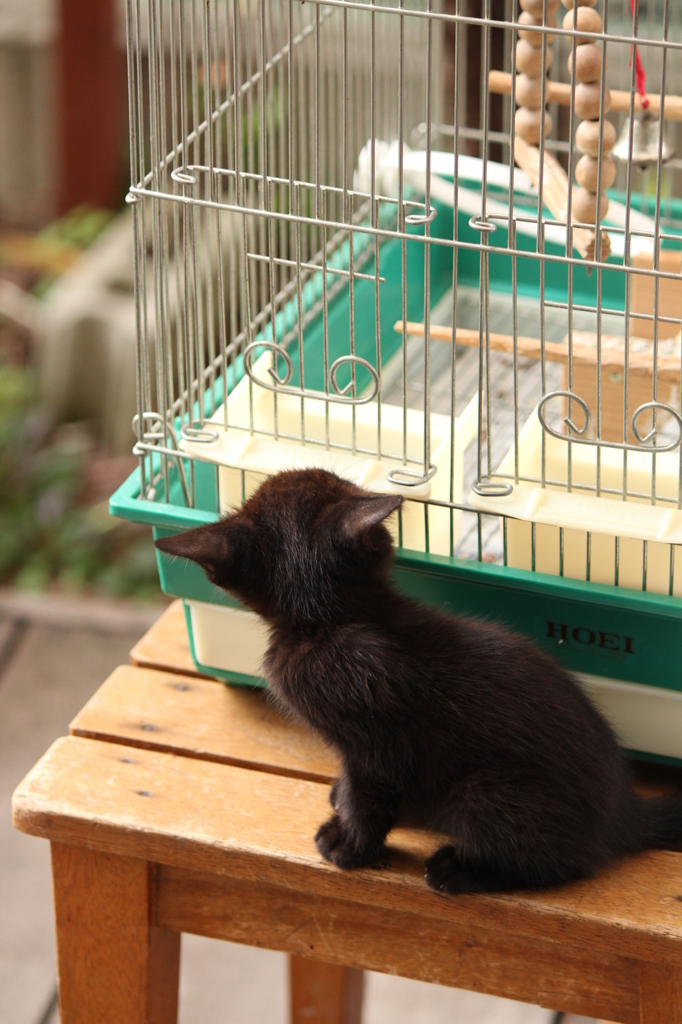 こねこ