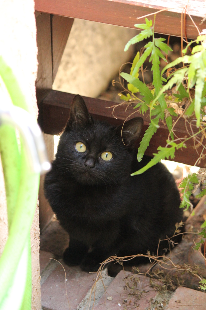 なんかほしいこねこ