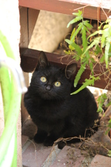 なんかほしいこねこ