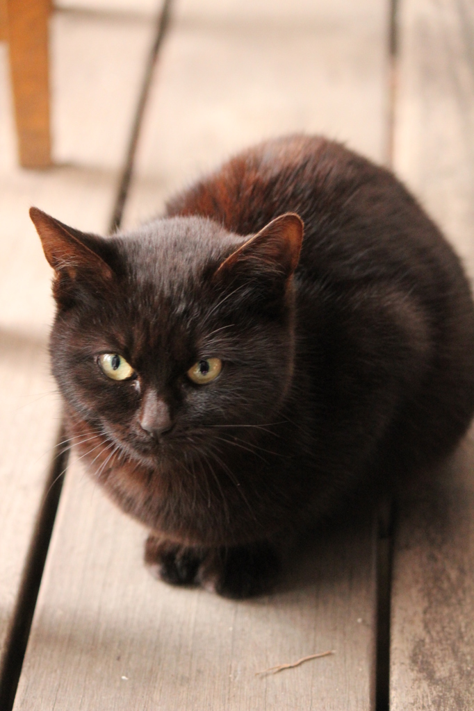 こねこ