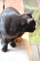 黒猫