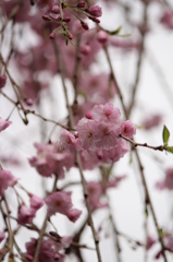 枝垂れ桜
