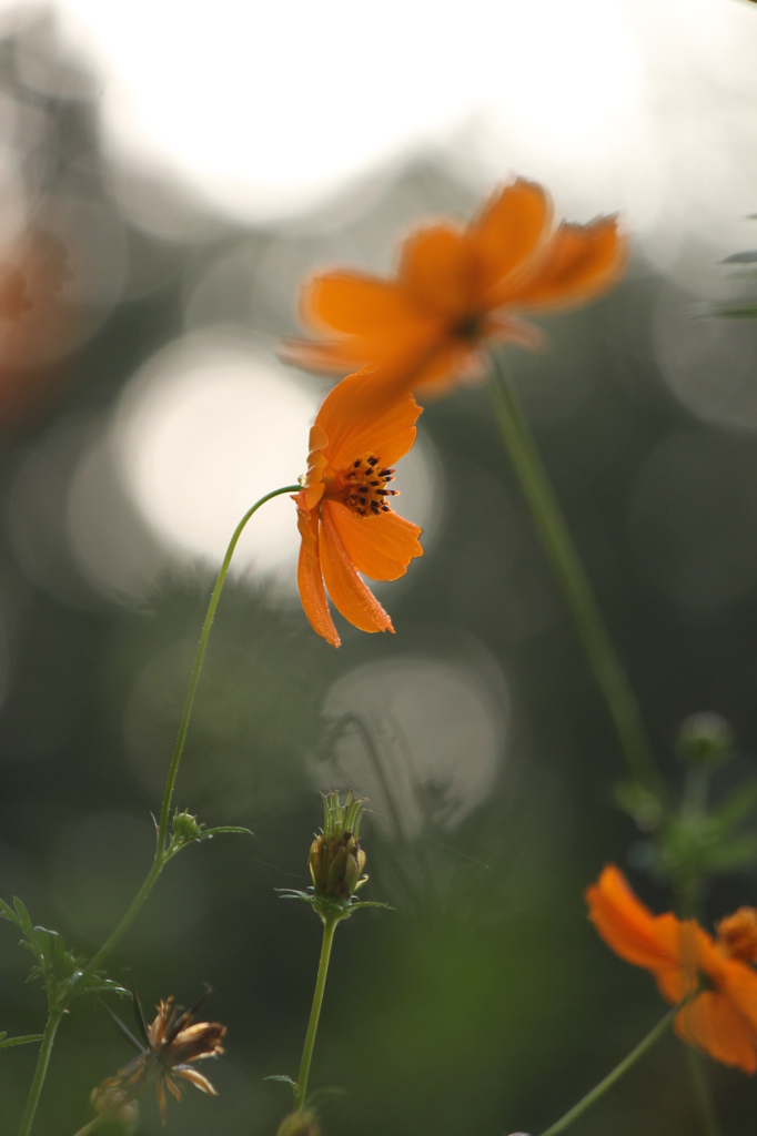 キバナコスモス