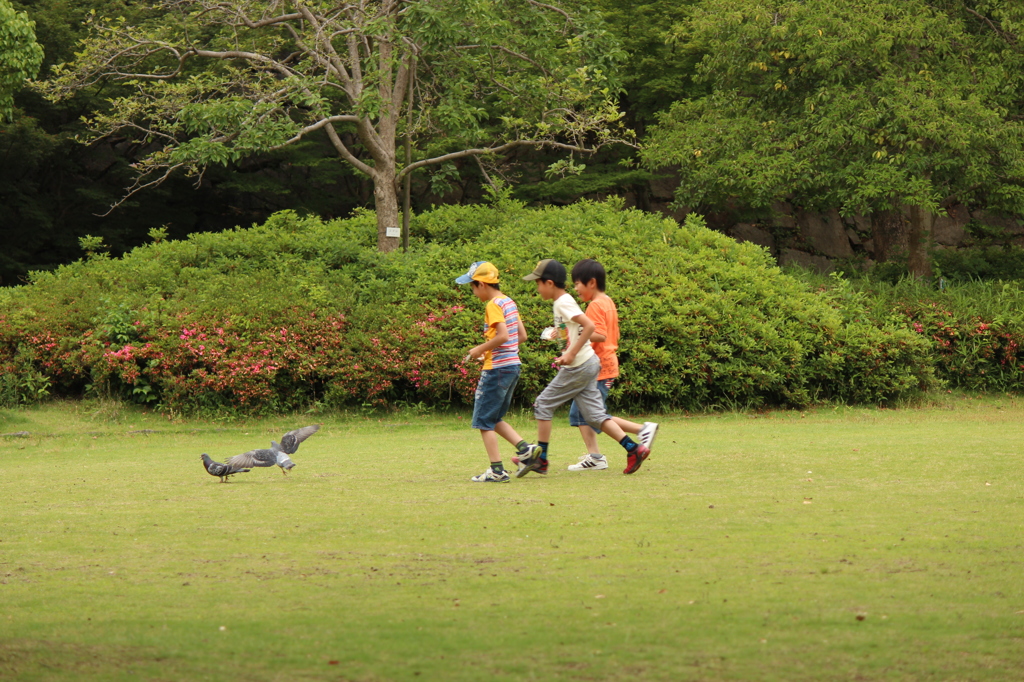鳩と。