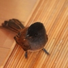 まいご