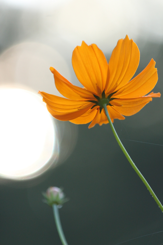 キバナコスモス