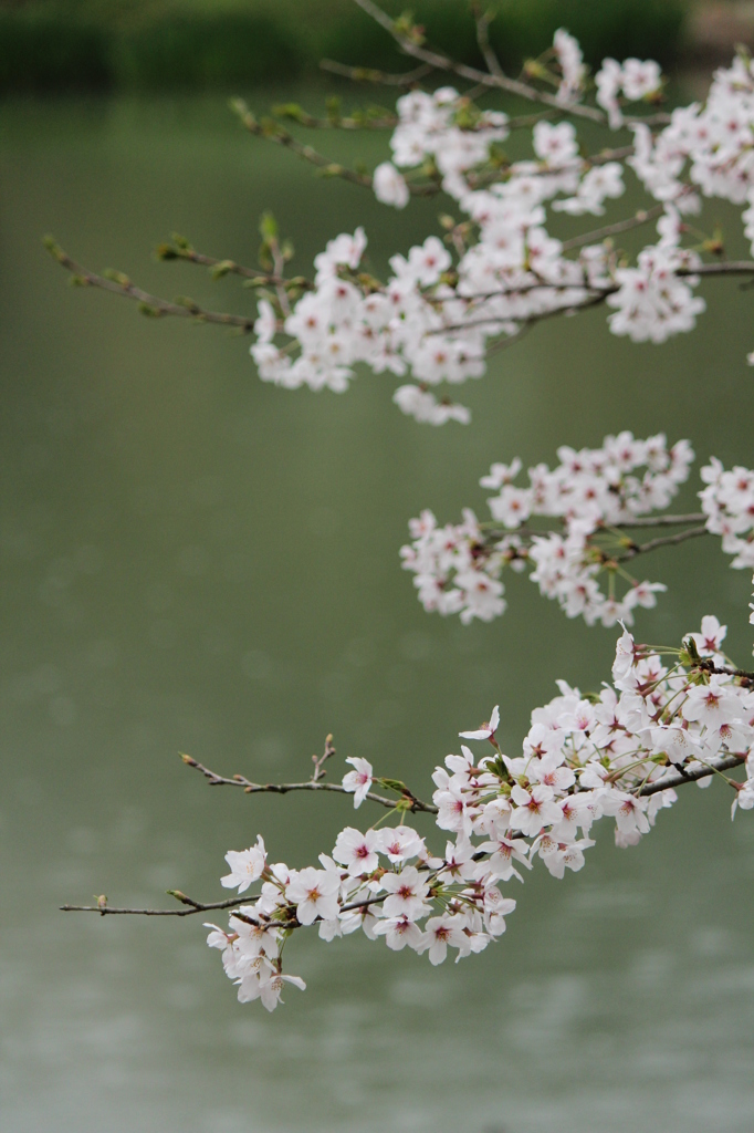 雨の日のさくら