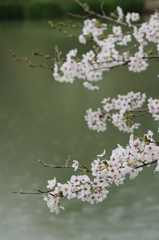 雨の日のさくら