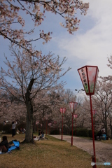 お花見