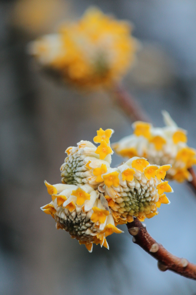 今日のみつまた