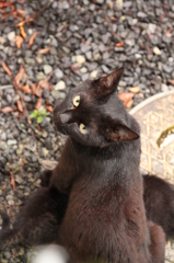 くろねこかあさん くろねこかあさん