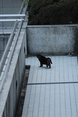 あなたみてたのね