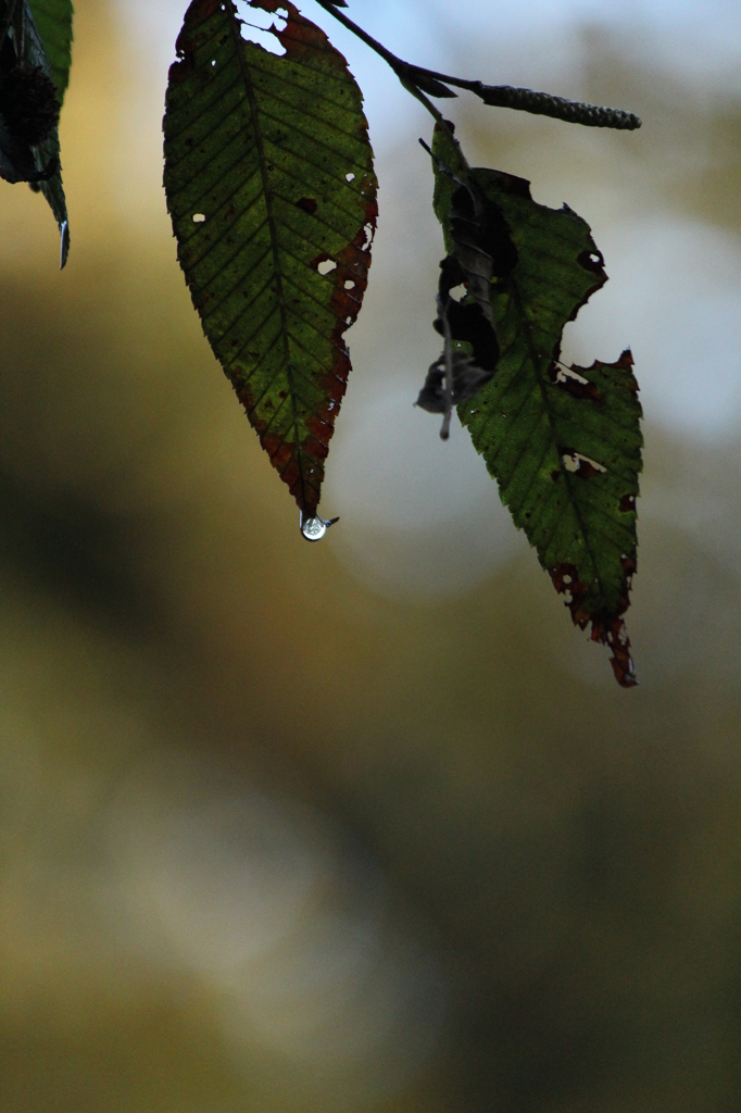 雨上がり
