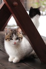 ねこ