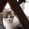 ねこ