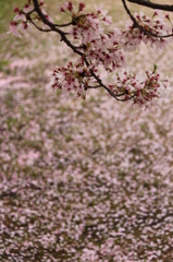さくら