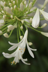 アガパンサス アガパンサス