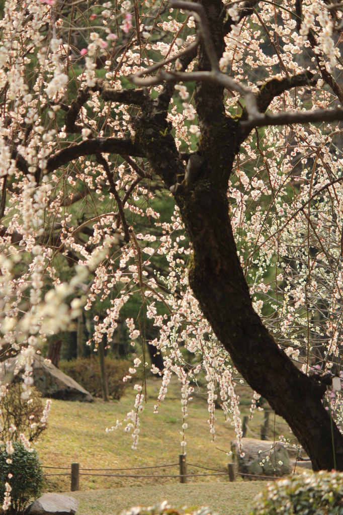 しだれ梅＠縮景園