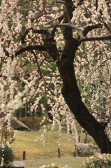 しだれ梅＠縮景園