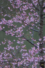 河津桜