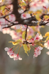 河津桜