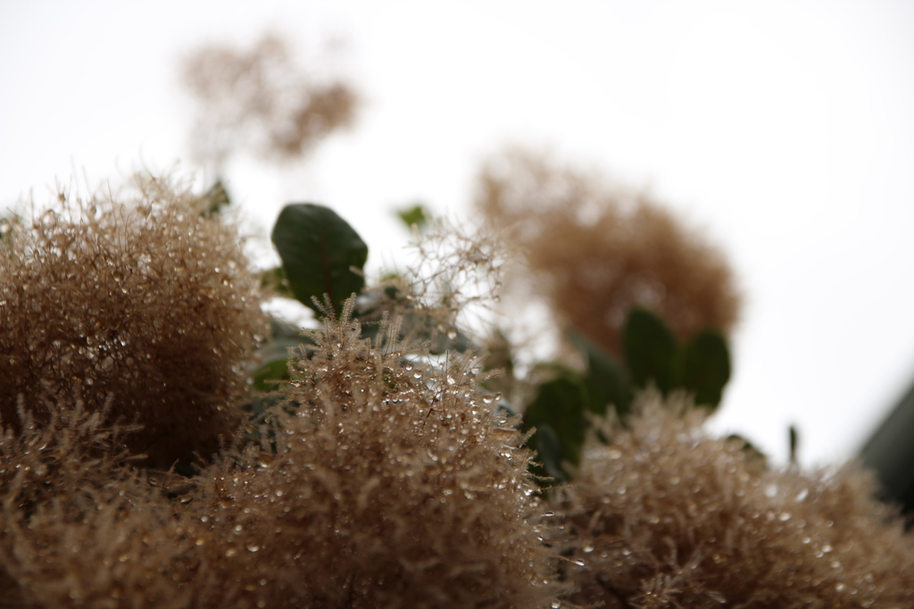 スモークツリー