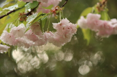 八重桜