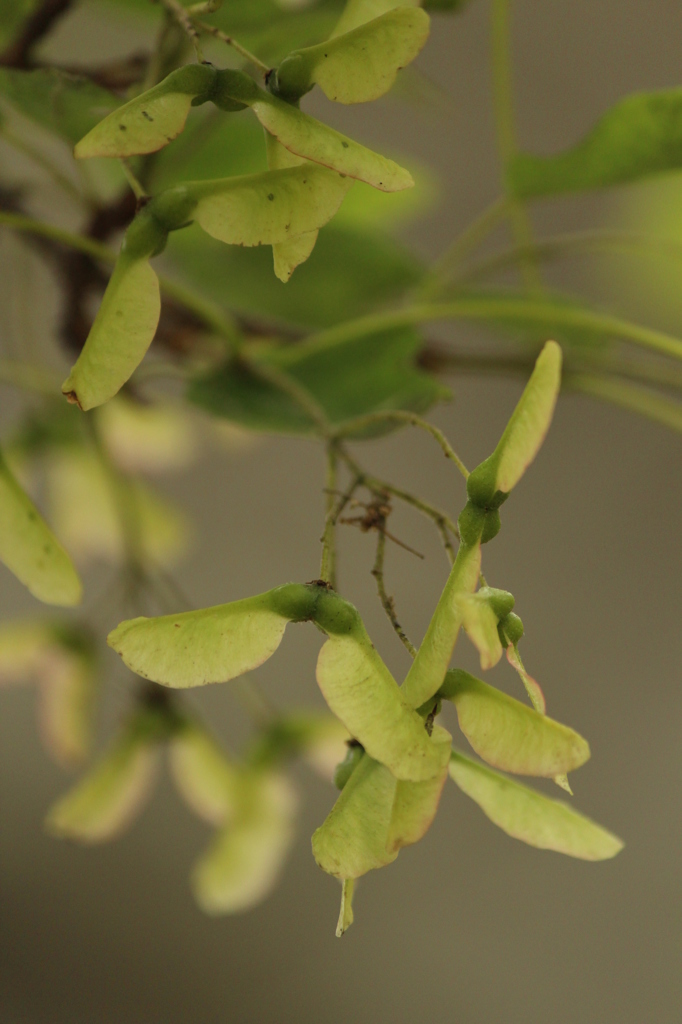 かえでみたいな実