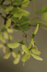 かえでみたいな実