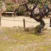腰