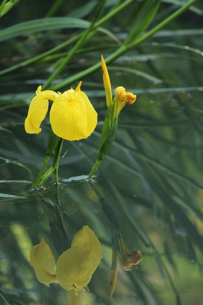 黄菖蒲