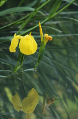黄菖蒲