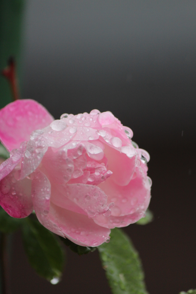 雨上がり