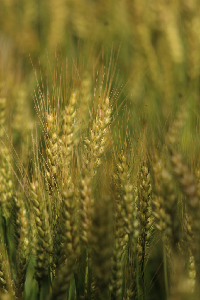 きんいろむぎむぎ