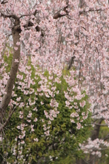 しだれ