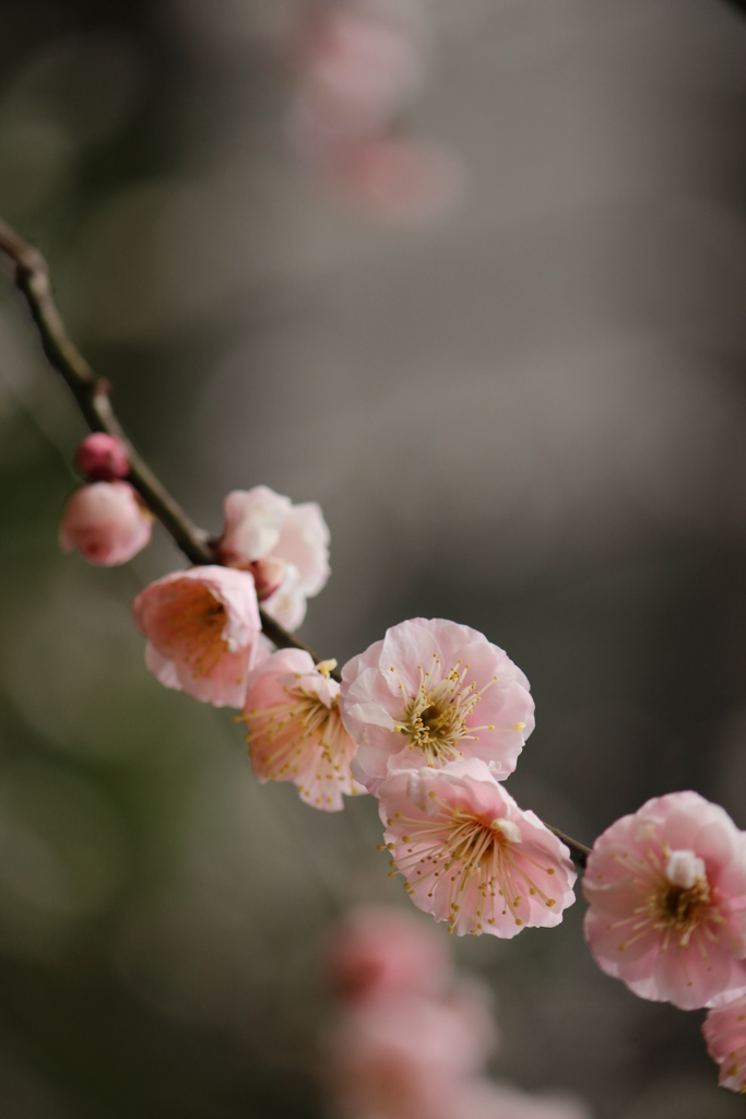 梅