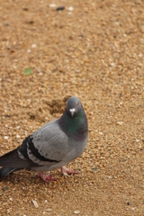 鳩