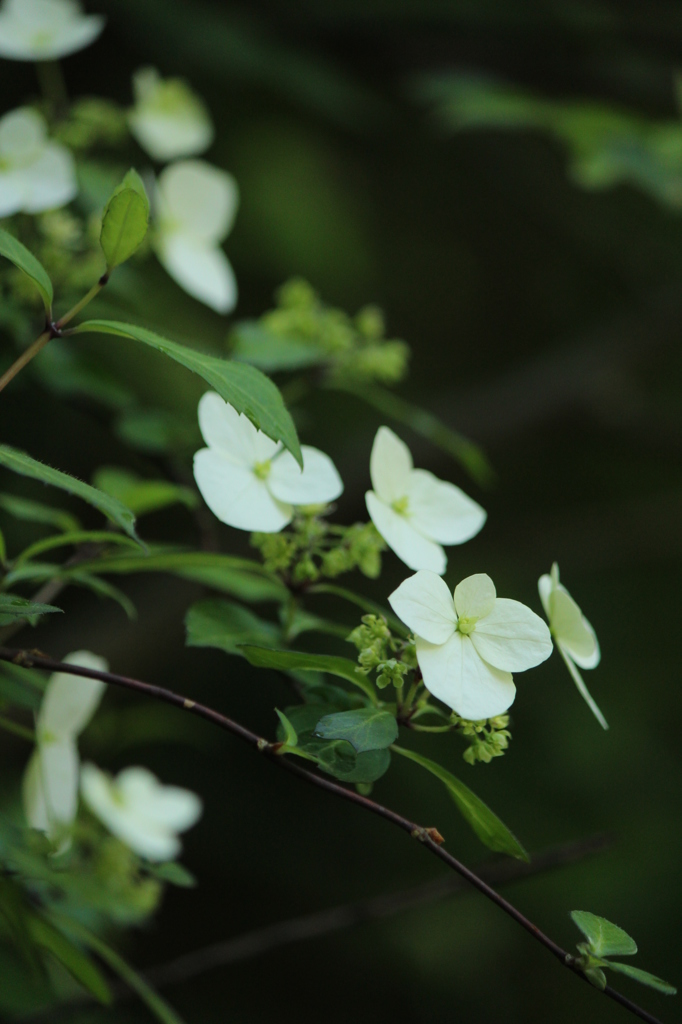 野の花