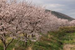 桜並木