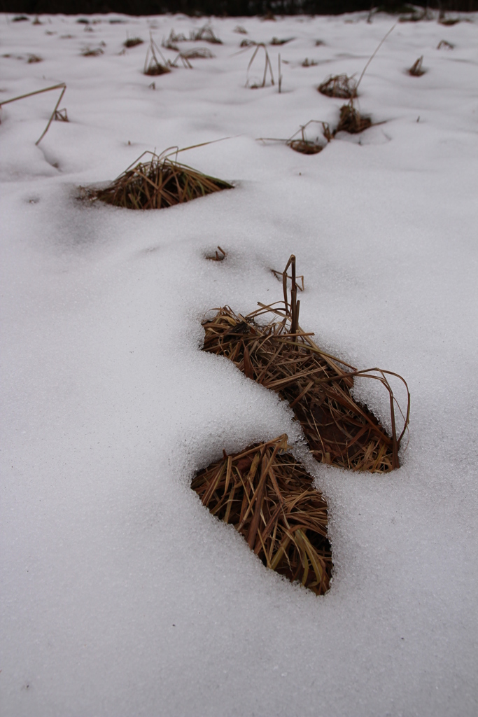 雪