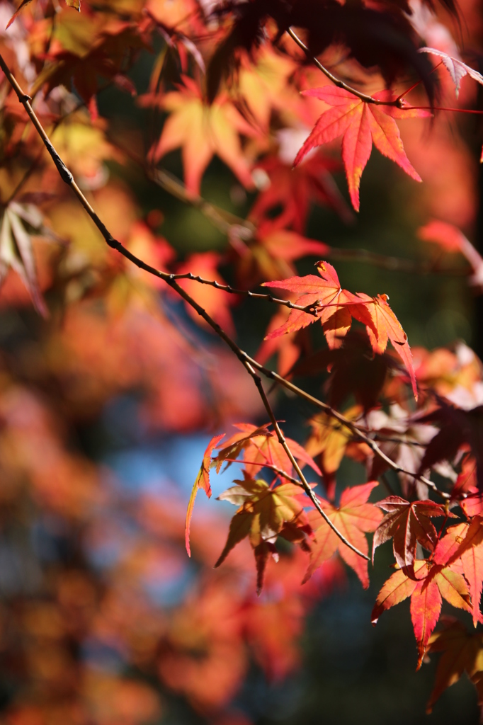 もみじ＠縮景園