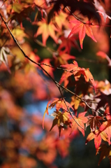 もみじ＠縮景園