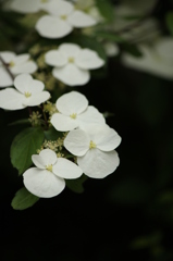 山の花
