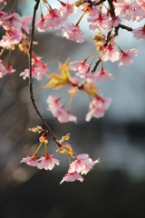 河津桜