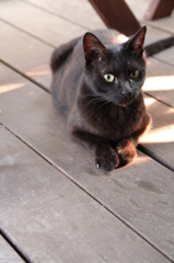 くろねこかあさん くろねこかあさん