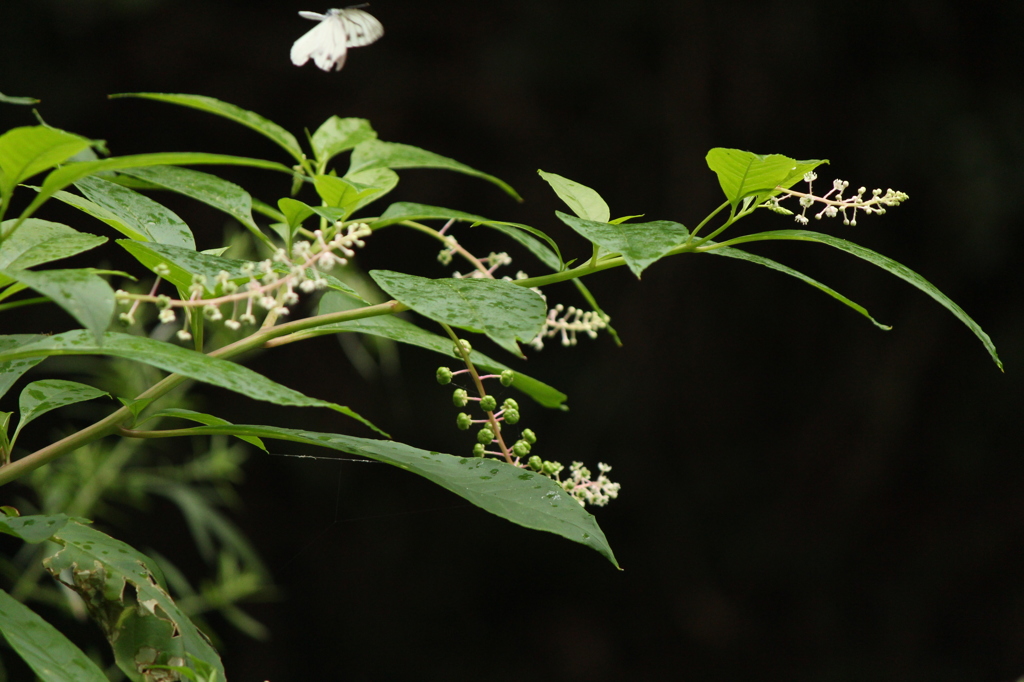 ヨウシュヤマゴボウ