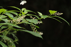 ヨウシュヤマゴボウ